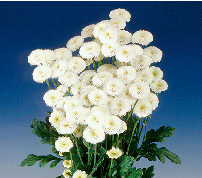 MATRICARIA VEGMO BIANCO NR.1000 SEMI