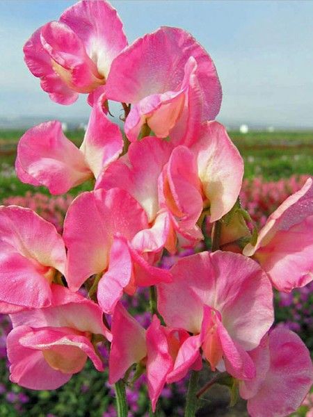 PISELLO ODOROSO ROSA NR.50 SEMI