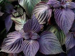 PERILLA FRUTESCENS ROSSO PORPORA NR.100 SEMI