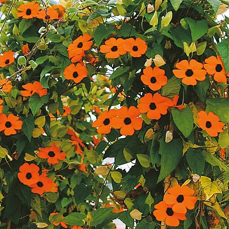 THUMBERGIA ALATA NR.50 SEMI