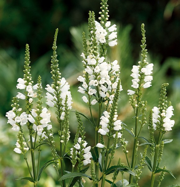 PHYSOSTEGIA BIANCO NR.20 SEMI