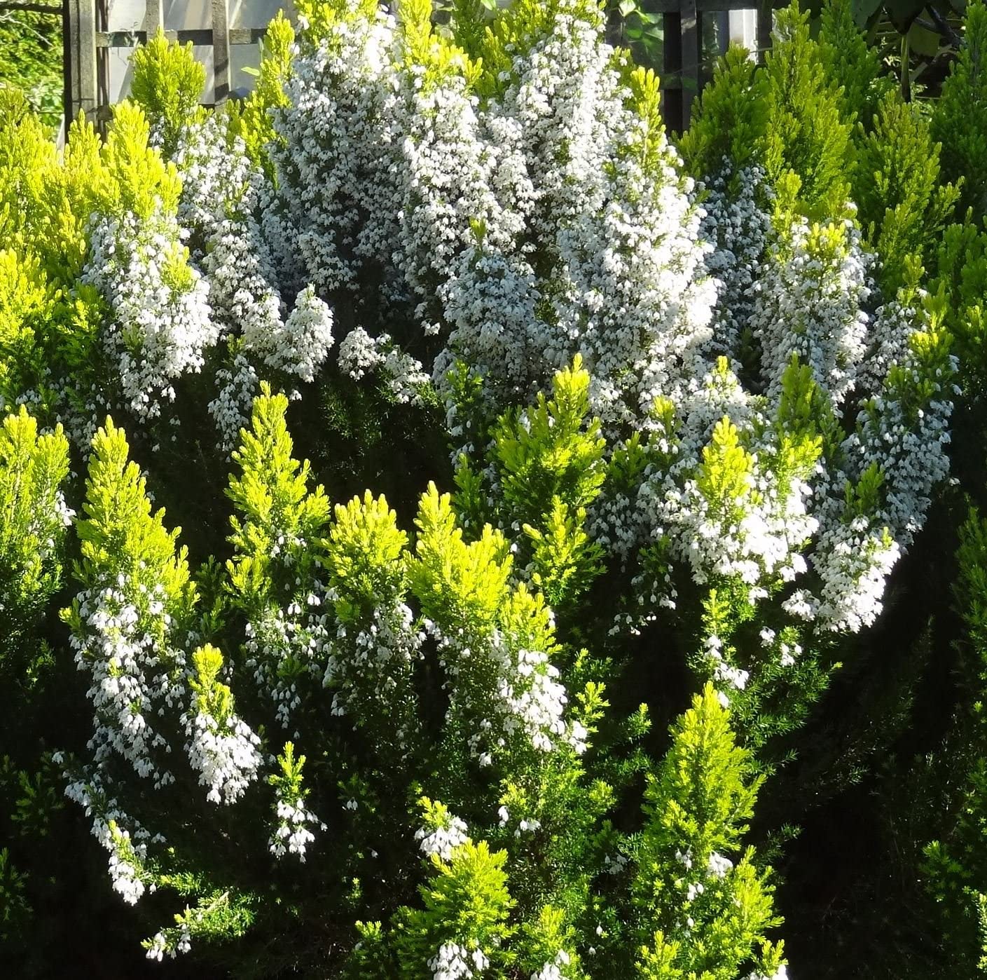 ERICA ARBOREA