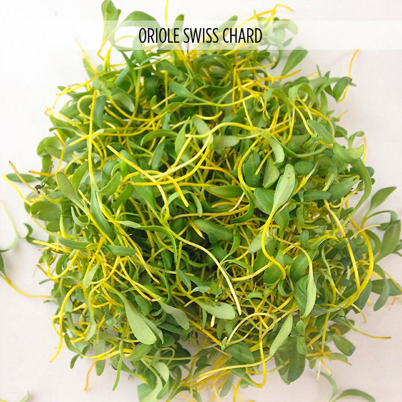 BIETOLA GIALLA PER MICROGREENS GR.50