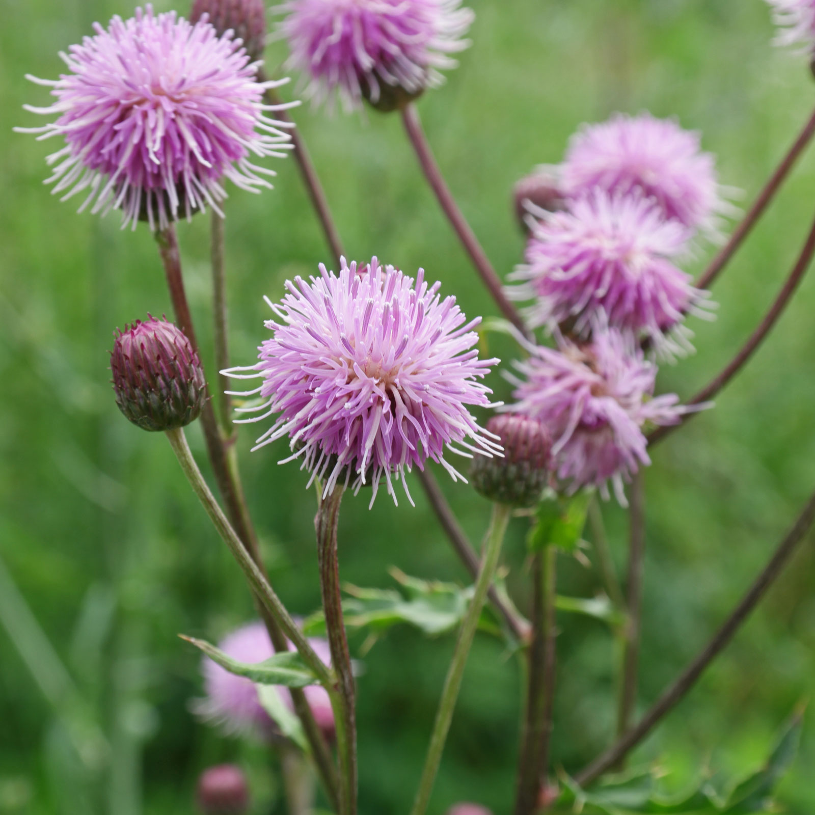 CIRSIUM JAPONICUM ROSA CHERMESINO GR.10