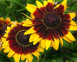 RUDBECKIA SPUTNIK NR.30 SEMI