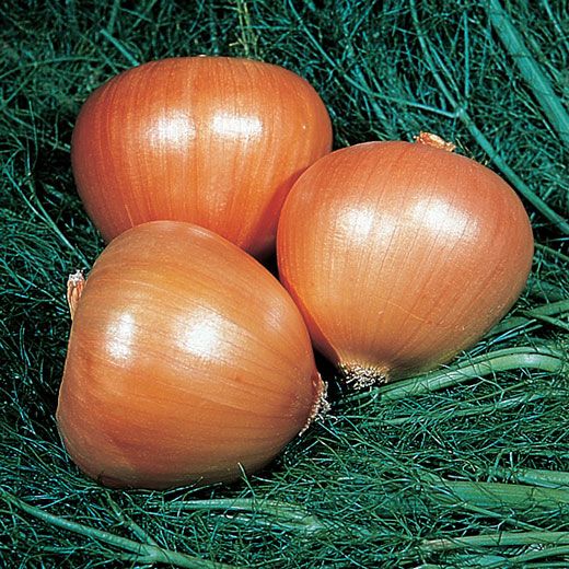 CIPOLLA DORATA DI PARMA GR.50