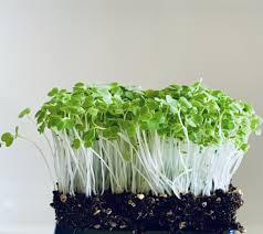 CAVOLO CINESE PAK CHOI BIANCO GR.50