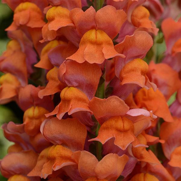 BOCCA DI LEONE / ANTIRRHINUM F1 MARYLAND DARK ORANGE NR.1000 SEMI
