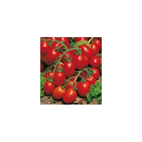 POMODORO PRINCIPE BORGHESE NR.200 SEMI