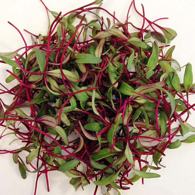 BIETOLA ROSSO PER MICROGREENS GR.50