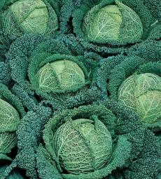 CAVOLO VERZA VERTUS 2 GR.50