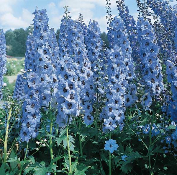 DELPHINIUM PACIFIC BLU CHIARO CON OCCHIO NERO NR.1000
