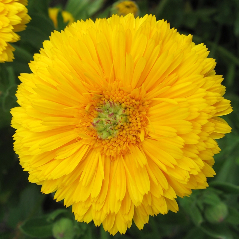 CALENDULA GIALLO  A CUORE VERDE GR.50