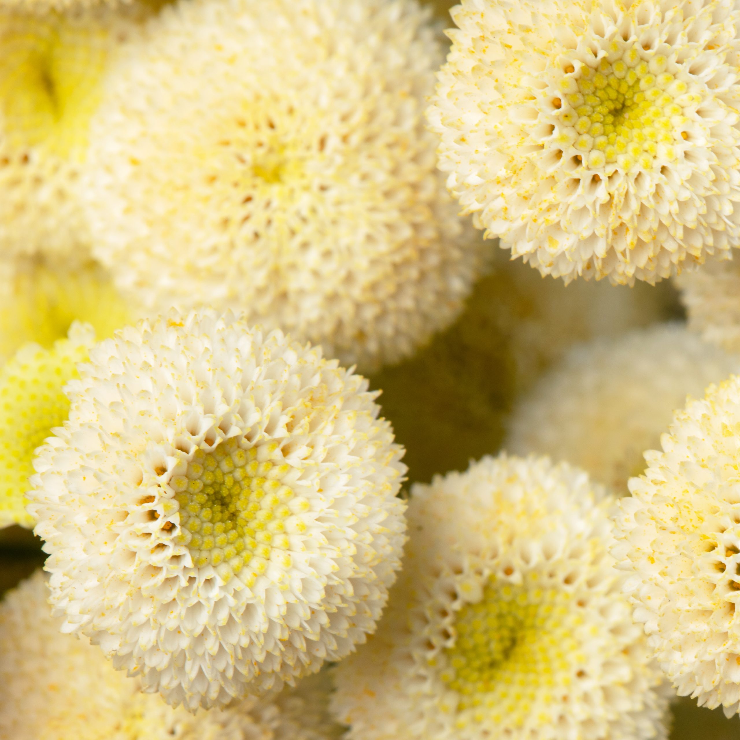 TANACETO LIMA NR.1000 SEMI