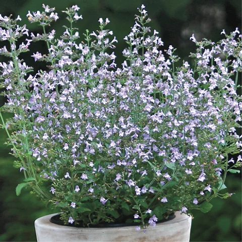 MENTUCCIA NR.300 SEMI