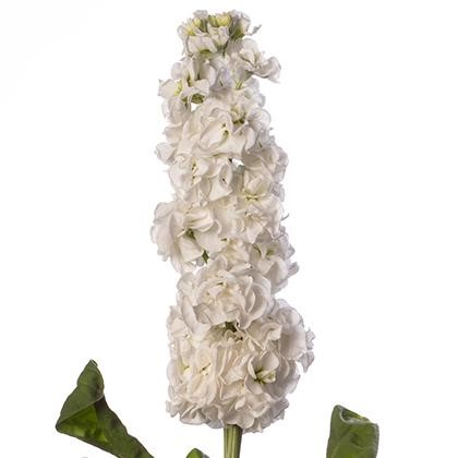 VIOLACCIOCCA STOX BIANCO NR.1000 SEMI