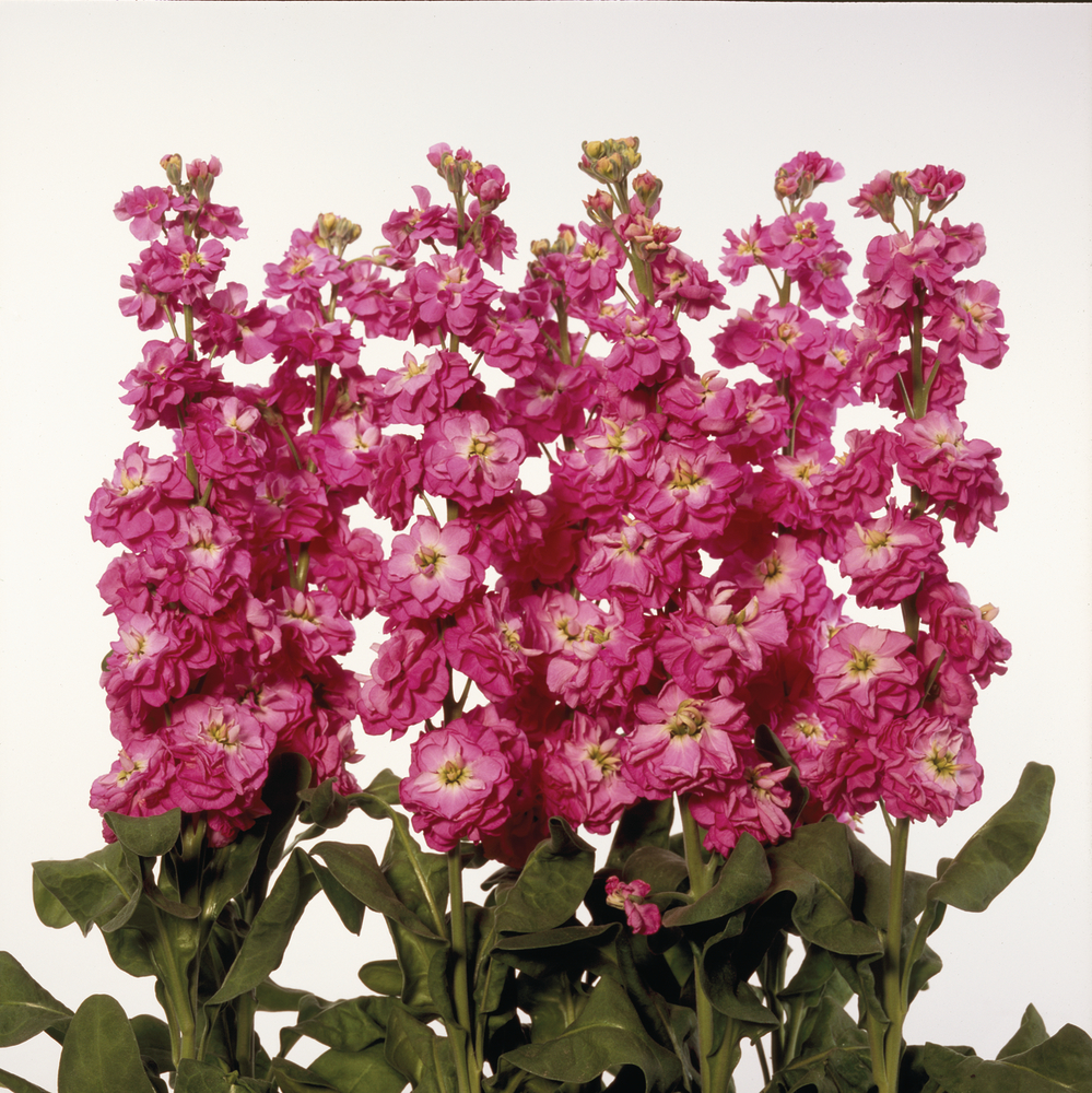 VIOLACCIOCCA ANYTIME ROSA NR.1000 SEMI