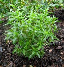 SANTOREGGIA NR.500 SEMI