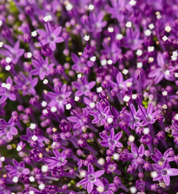 TRACHELIUM SUPREME PRECOCE PORPORA NR.1000 SEMI