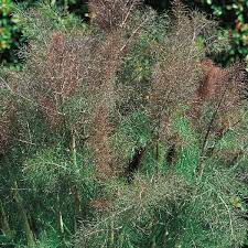 FINOCCHIO BRONZATO NR.50 SEMI