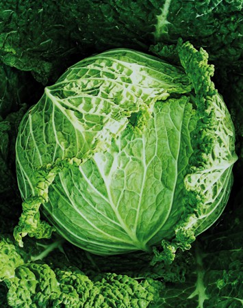 CAVOLO VERZA SAVONARCH F.1 HYBRD. 10.000 SEMI