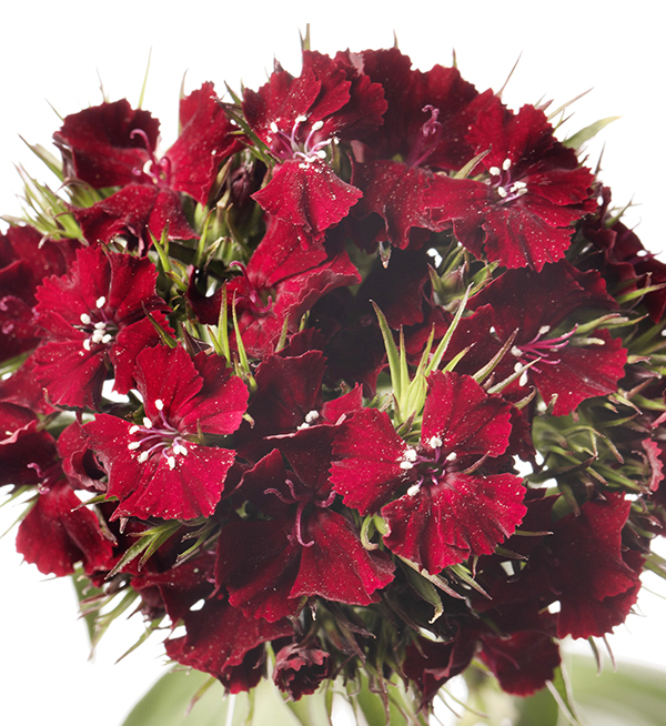 GAROFANO BARBIENNE BURGUNDY NR.1000 SEMI (DIANTHUS)