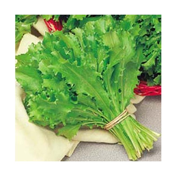 INDIVIA ROMANESCA DA TAGLIO NR.300 SEMI