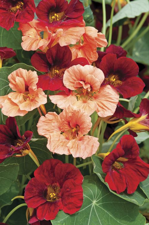 NASTURZIO NANO RUMBA NR.10 SEMI