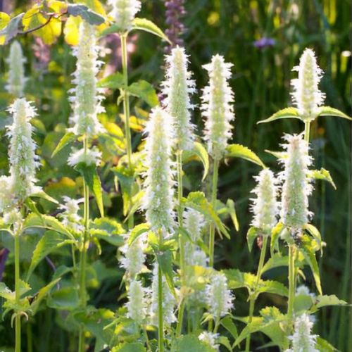 AGASTACHE LIQUIRIZIA BIANCO NR.50 SEMI