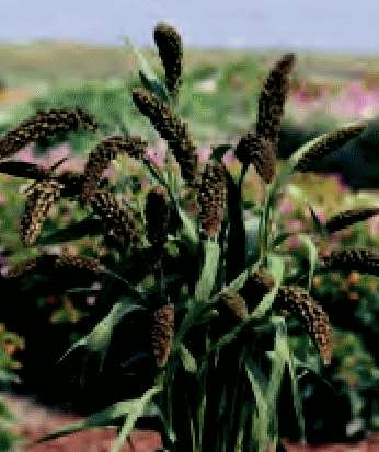 SETARIA ITALICA GR.5