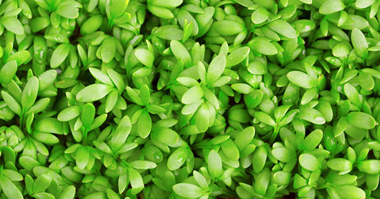 CRESCIONE COMUNE GR.25