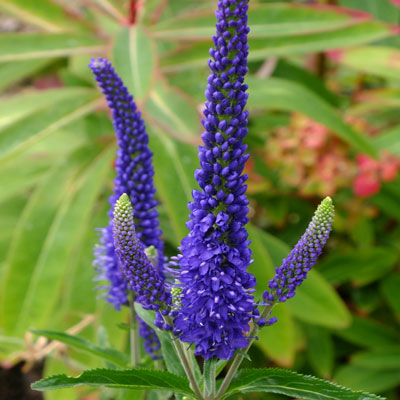VERONICA LONGIFOLIA BLU GR.1/2