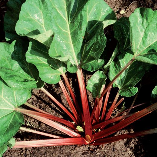 RABARBARO NR.10 SEMI