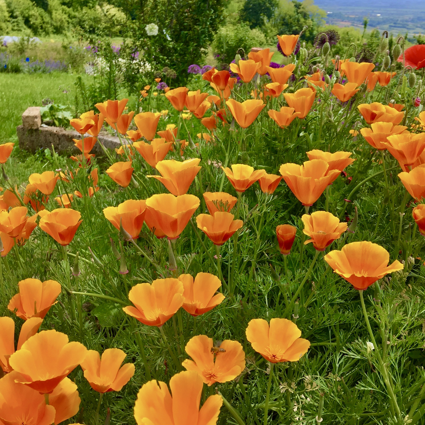 PAPAVERO DELLA CALIFORNIA ARANCIO NR.100 SEMI