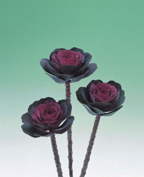 CAVOLO ORNAMENTALE F.1 ROSE CRANE NR.1000 SEMI