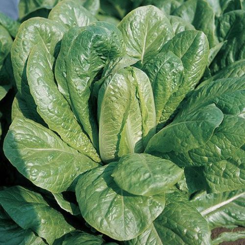 LATTUGA PARIS NR.1000 SEMI