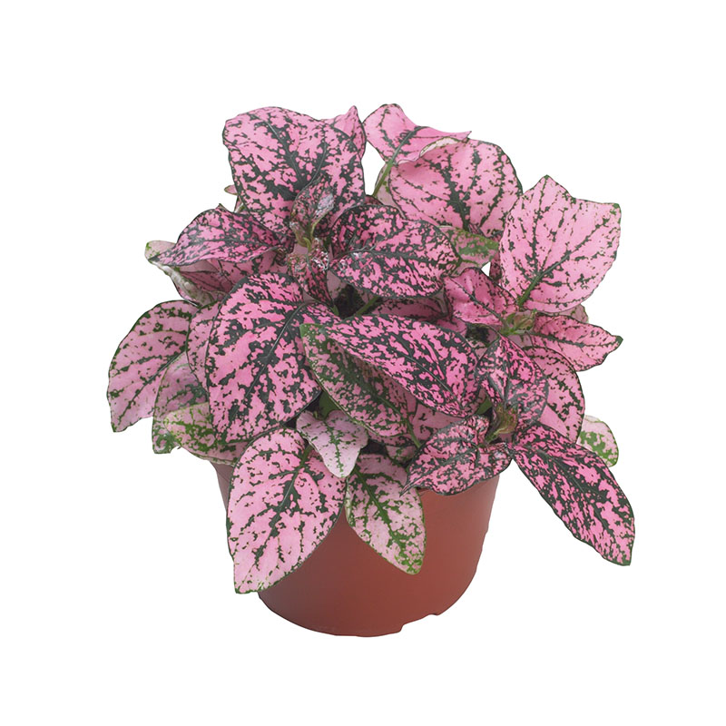 HYPOESTES CONFETTI ROSA NR.1000 SEMI