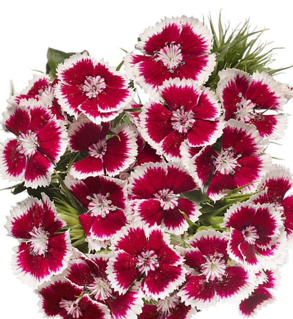 GAROFANO BARBIENNE ROSSO E BIANCO NR.1000 SEMI (DIANTHUS)