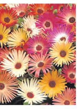 MESEMBRIANTHEMUM MISCUGLIO NR.100 SEMI - DOROTHEANTHUS