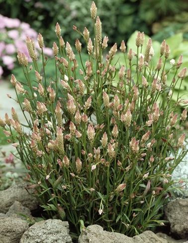 CELOSIA XANTIPPE NR.30 SEMI