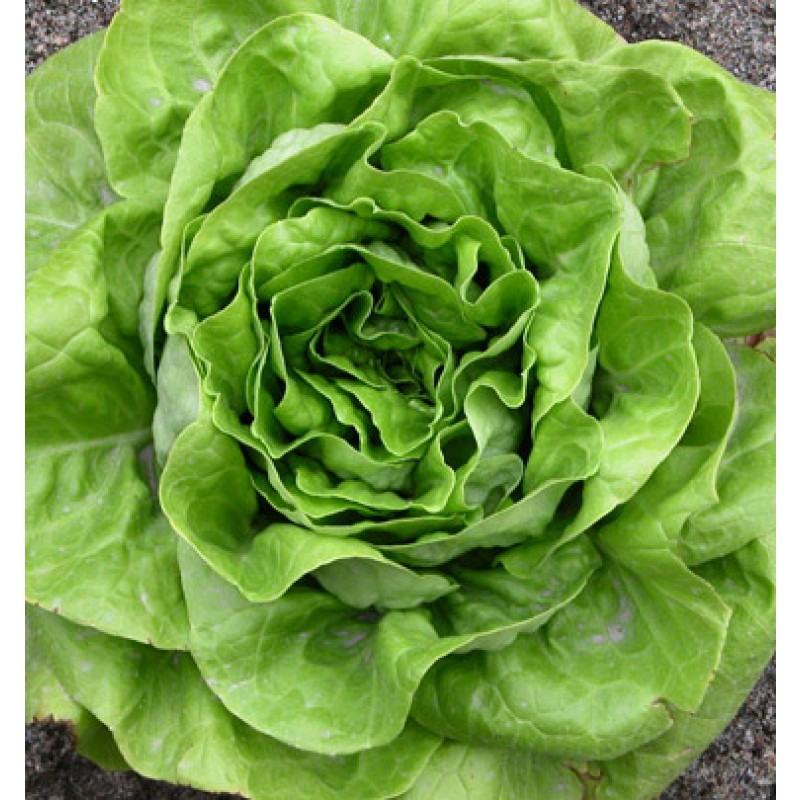 LATTUGA A CAPPUCCIO REGINA DI MAGGIO NR.1000 SEMI