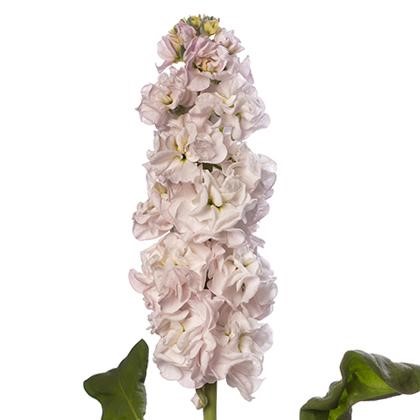 VIOLACCIOCCA-STOX-ARGENTO NR.1000 SEMI