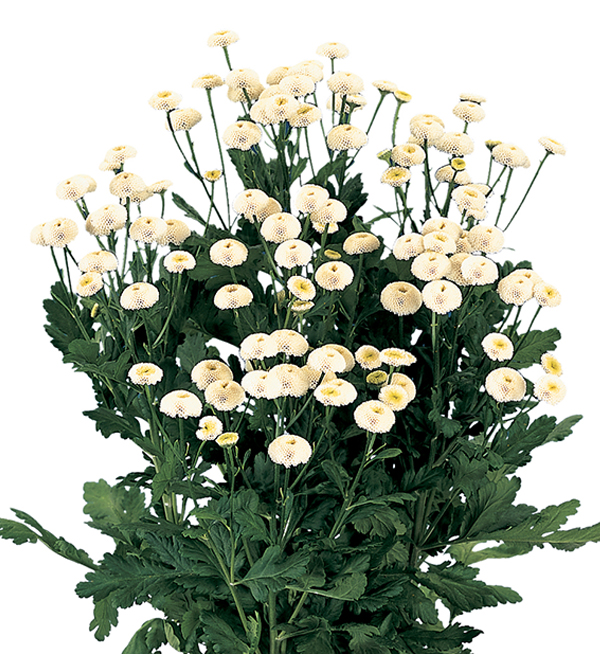 TANACETO VICTORY BIANCO NR.1000 SEMI