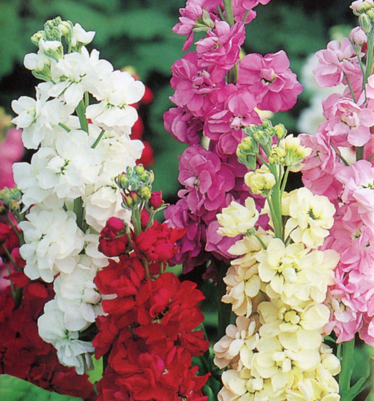 VIOLACCIOCCA EXCELSIOR MISCUGLIO GR.25