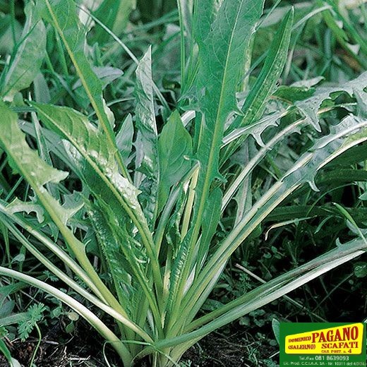 CICORIA SELVATICA DA CAMPO NR.2000 SEMI