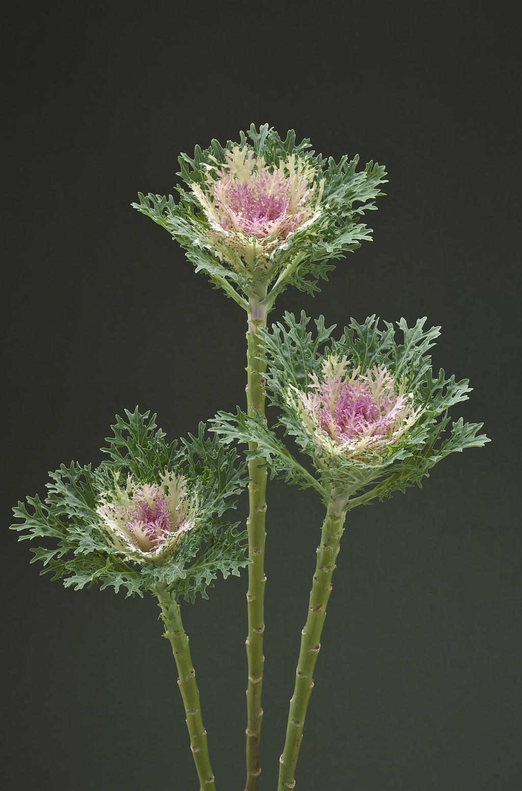 CAVOLO ORNAMENTALE FEATHER KING NR.1000 SEMI