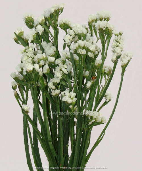 STATICE PACIFIC BIANCO PURO GR.10