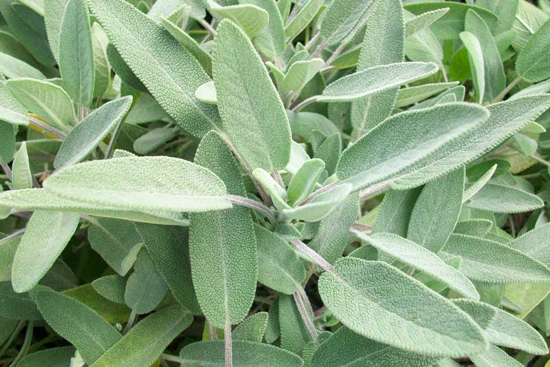 SALVIA GR.50
