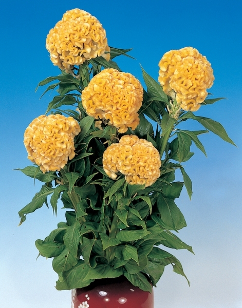 CELOSIA CRESTATA A PUGNO GIALLO NR.1000 SEMI