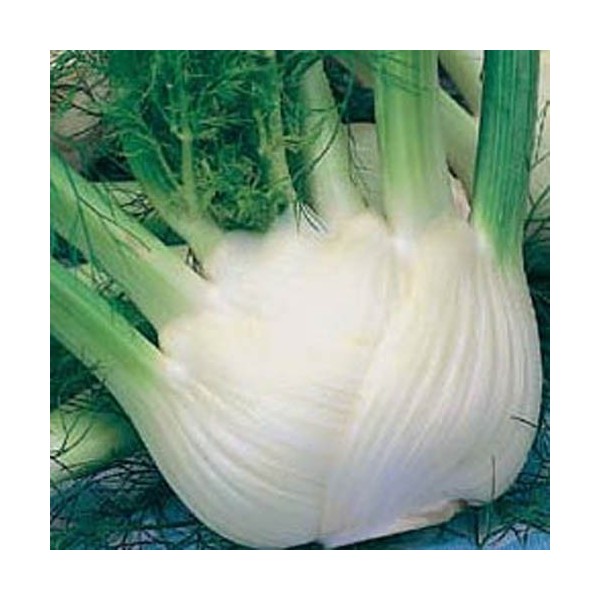 FINOCCHIO ROMANESCO PRECOCE GR.50